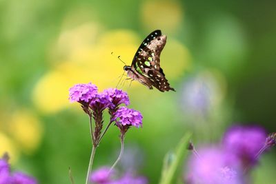 Close-up of butterfly pollinating on purple flower