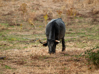 Horse grazing in a field