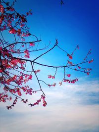 Low angle view of pink cherry blossom against blue sky