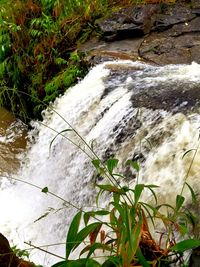 Close-up of plants against calm water