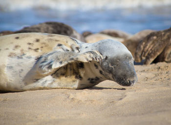 High angle view of sea lion on beach