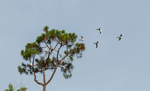 Swallow-tailed kites flock in the pine trees of naples, florida as they prepare to migrate south.