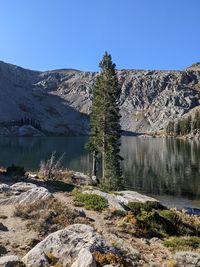 The lone pine