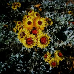 Close-up of sunflower blooming outdoors