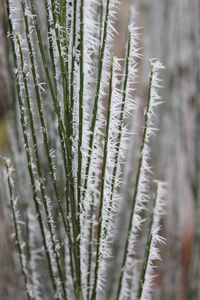 Close-up of frost on plant