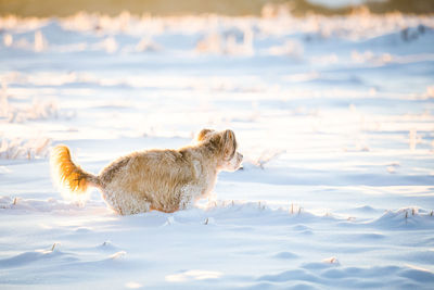 View of dog on snow covered land