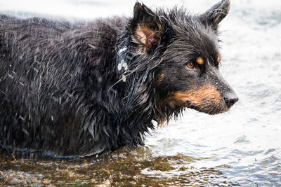 Border collie mix in the water