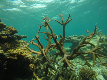 View of dead tree by sea