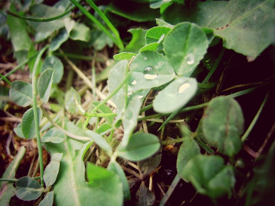 leaf, plant, growth, green color, close-up, nature, leaf vein, leaves, freshness, fragility, beauty in nature, high angle view, wet, focus on foreground, drop, outdoors, stem, selective focus, growing, no people