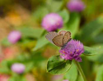 Close-up of butterfly pollinating on pink flower