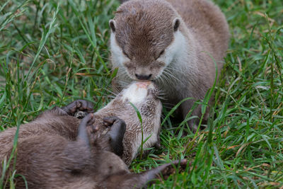 Two asian small clawed otters kissing