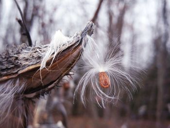 Close-up of milkweed seed in barren landscape 