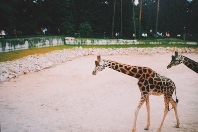 giraffe