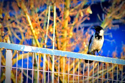 Low angle view of bird perching on ceiling