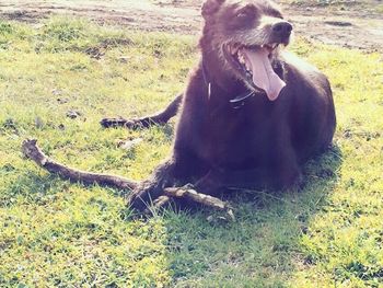 Dog standing on grassy field