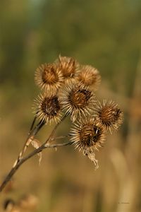 Close-up of dried plant