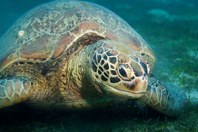 Close-up of turtle in sea