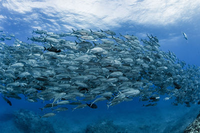 School of bigeye trevally , wide angle