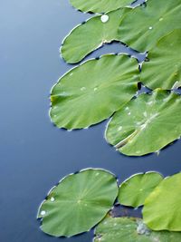 Close-up of lotus water lily in lake