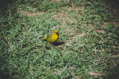 Close-up of bird on field