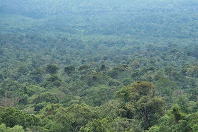 High angle view of trees in forest