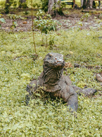 A hungry komodo dragon was looking for its food in komodo island, indonesia