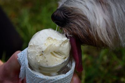 Cropped hand feeding ice cream to west highland white terrier