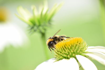 Close-up of bee pollinating on flower