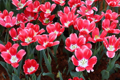 Close-up of pink flowering plants