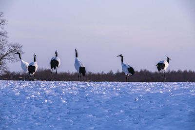 Japanese crane in tsurui village, hokkaido, japan