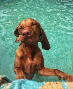 Dog in swimming pool