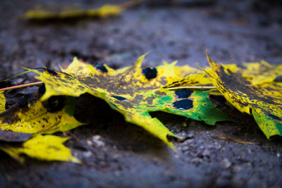 Close-up of dry leaves on tree trunk