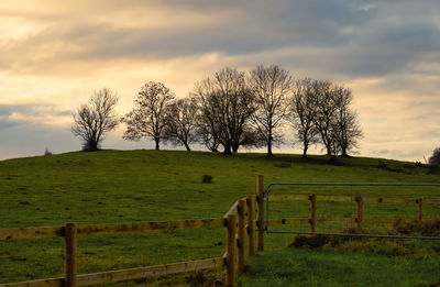 Trees on field against sky