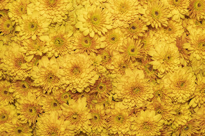 Yellow chrysanthemum flowers.chrysanthemum wallpaper, chrysanthemums in autumn.