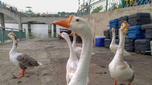 Swans in a lake