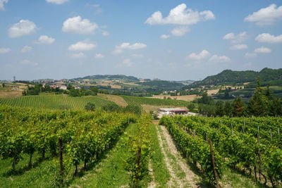 Scenic view of agricultural field against sky