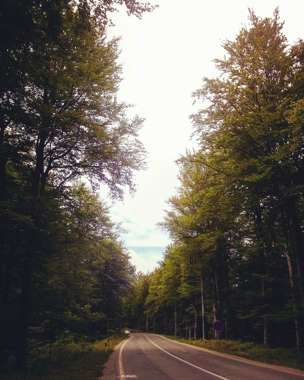 the way forward, transportation, tree, road, diminishing perspective, vanishing point, road marking, country road, sky, empty road, clear sky, nature, growth, tranquility, street, long, empty, no people, outdoors, day