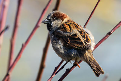 Close-up of bird perching on branch