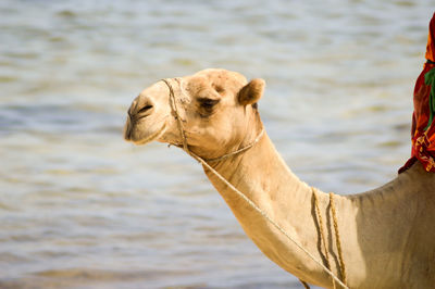 Close-up of camel by sea