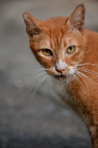 Portrait of cat