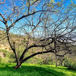 Bare trees on grassy field