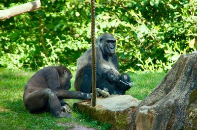 Monkey sitting in a zoo