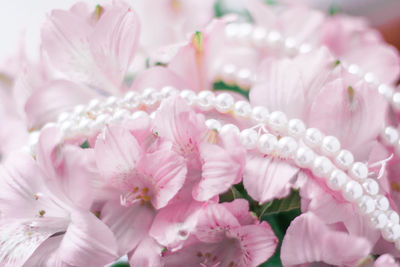 Close-up of white roses