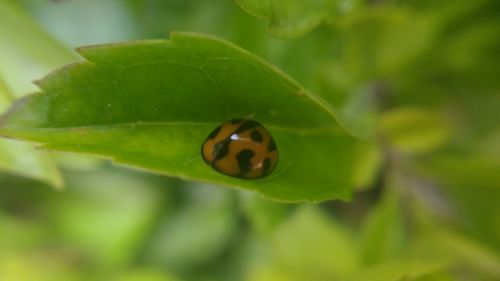 Close-up of insect on leaf