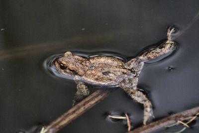 Close-up of frog swimming in lake