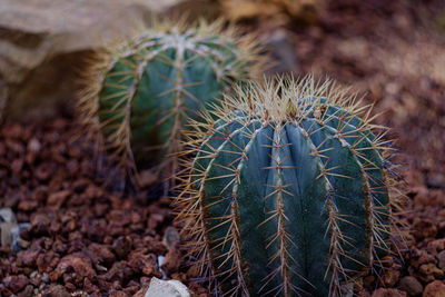 High angle view of succulent plant on field