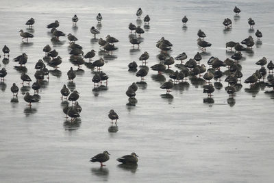 High angle view of ducks on ice lake