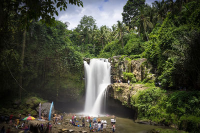 Scenic view of waterfall in forest