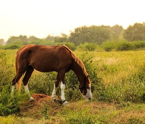 Horse grazing in a field