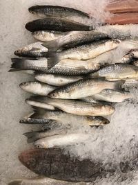 High angle view of fish for sale in market
